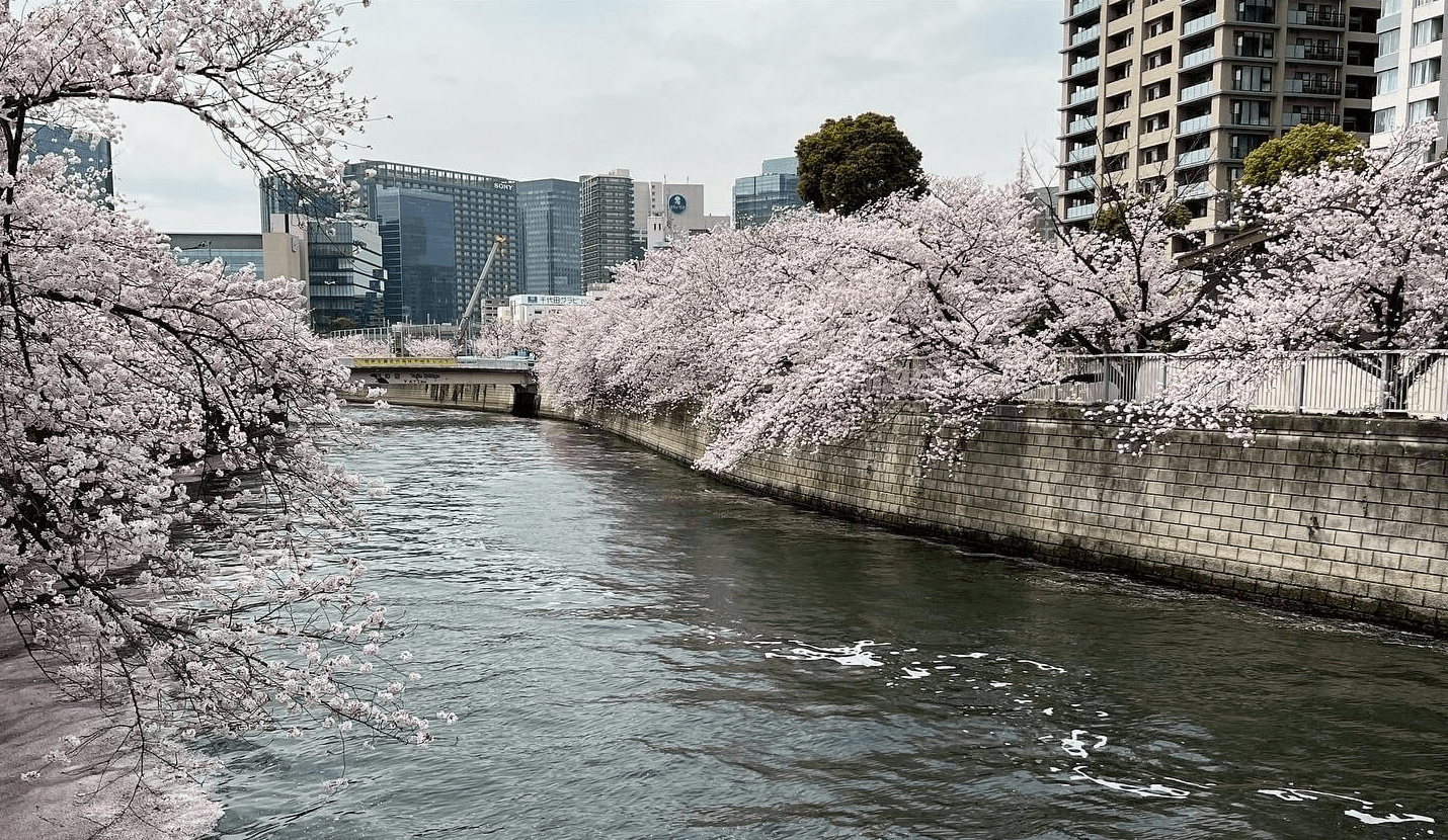 Sakura Along the Meguro River