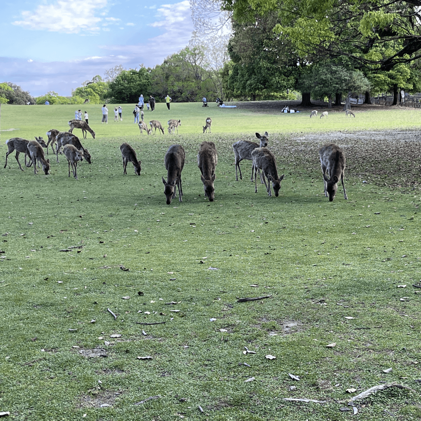 Deer in Nara Park